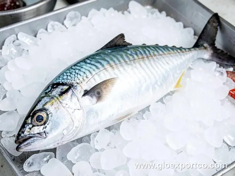 Best Quality Factory Wholesale Price Light seining good quality Frozen Pacific Mackerel Fish with big size 400-500g