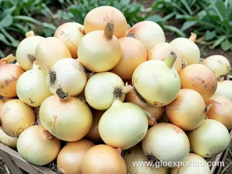 Papaya 100% Natural South African High Quality Green yellow Oval A Grade Yellow Packaging Fruit Wholesale Fresh Papaya Sale