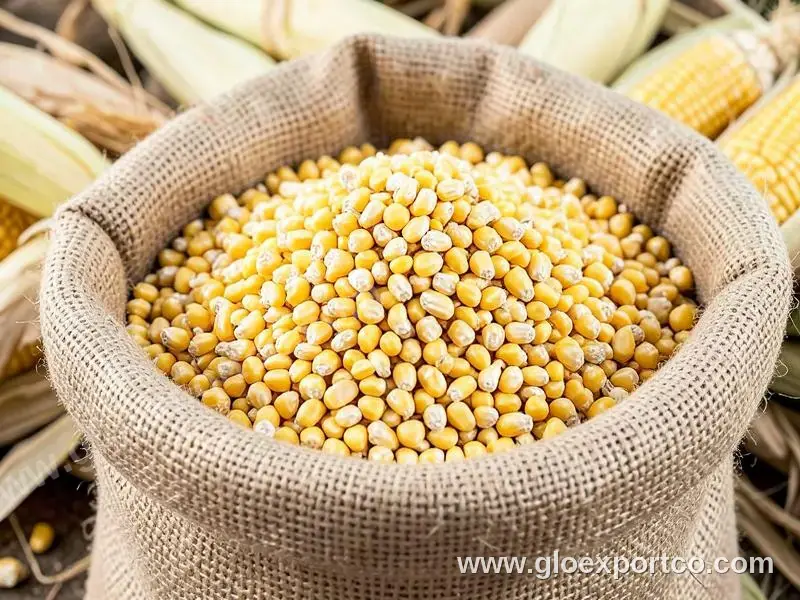 Best Quality Yellow Corn Non-GMO Fit for Human Consumption and Animal Feed Origin brazil yellow corn for poultry feeding